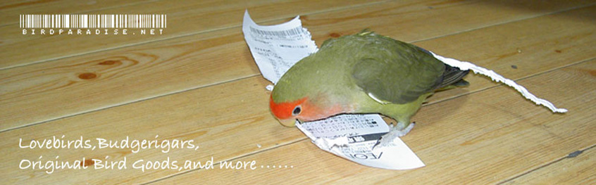 birdparadise.net